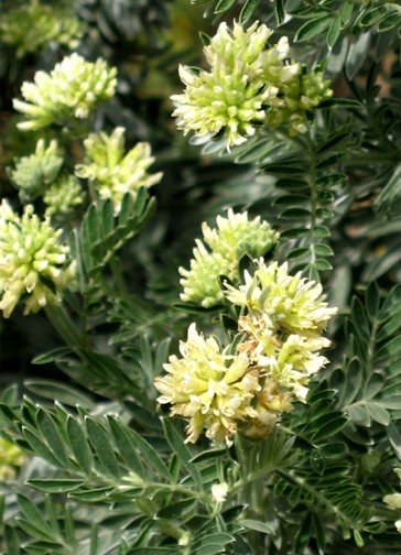 Anthyllis barba-jovis / Vulneraria barba di Giove